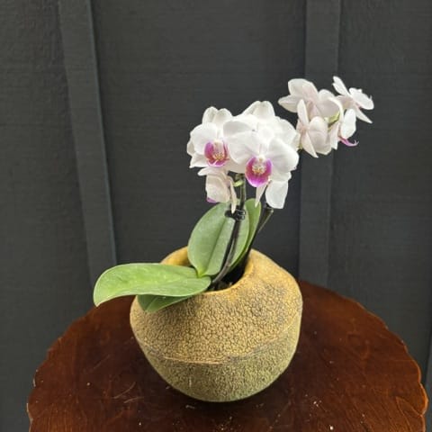 Blooming Orchid