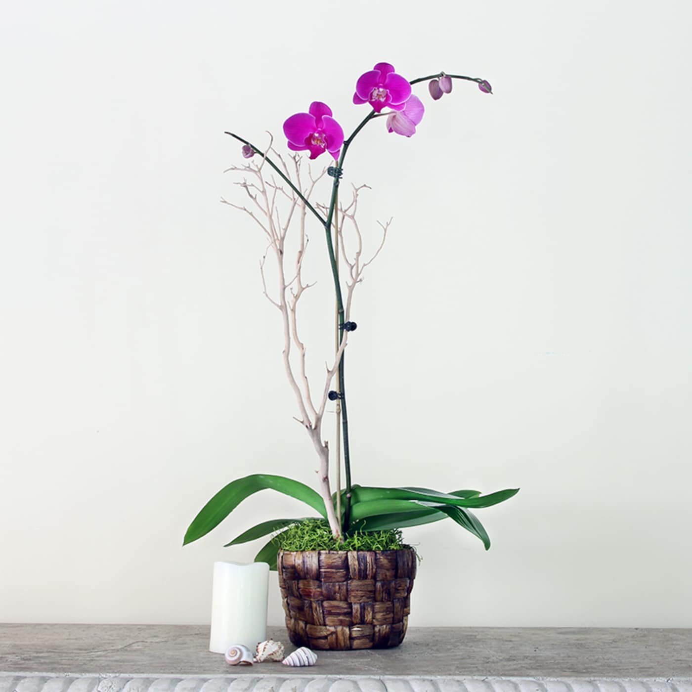 Phalaenopsis Orchid Plant Flower Bouquet