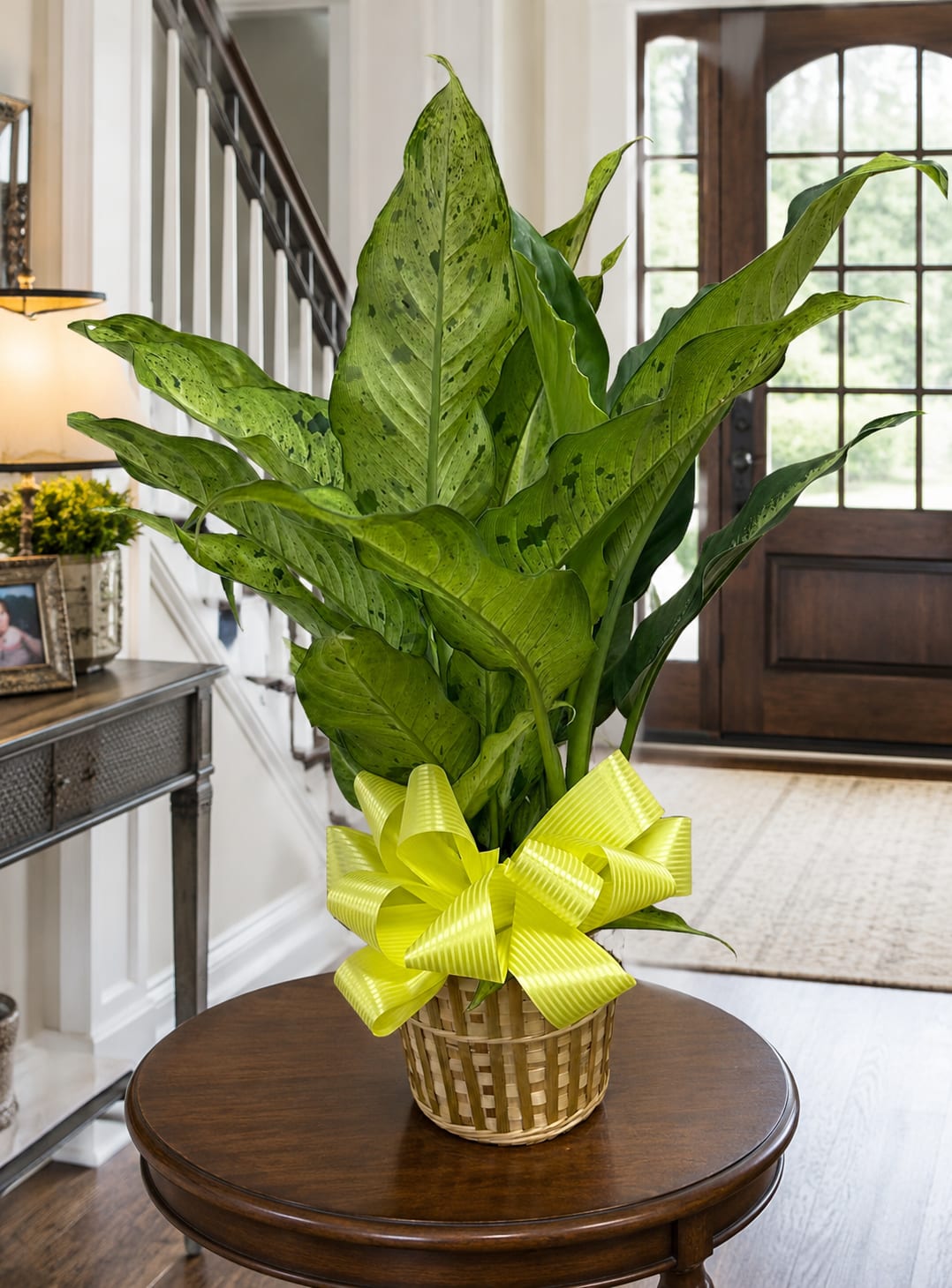 Dieffenbachia plant 8" Pot