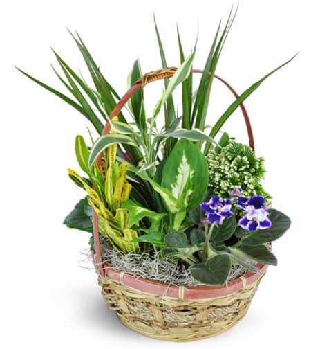 Sympathy Plants