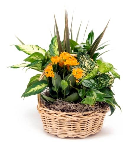 Green Plants