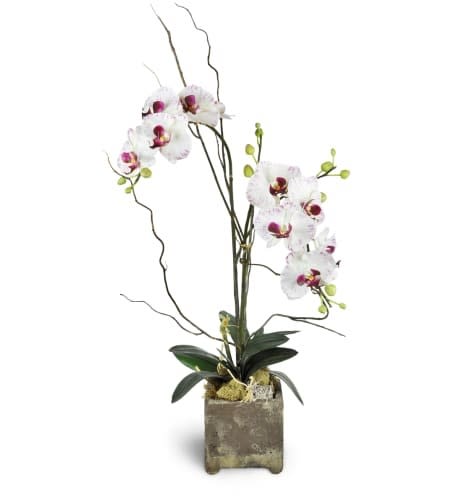 Orchid Plants