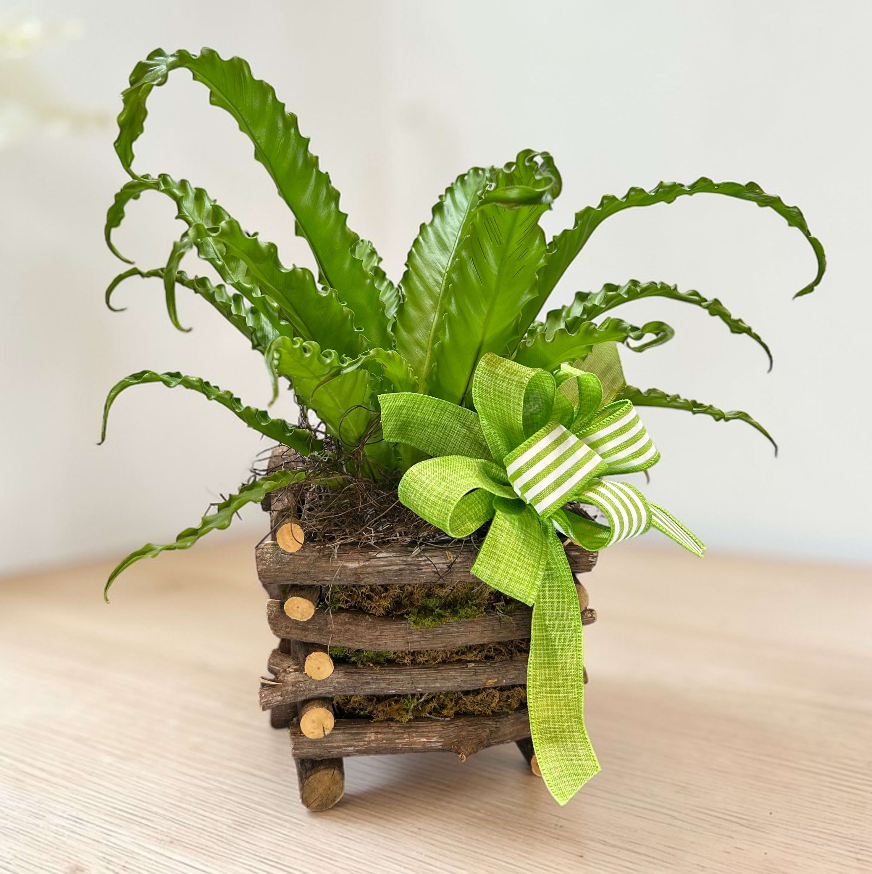 Birds Nest Fern