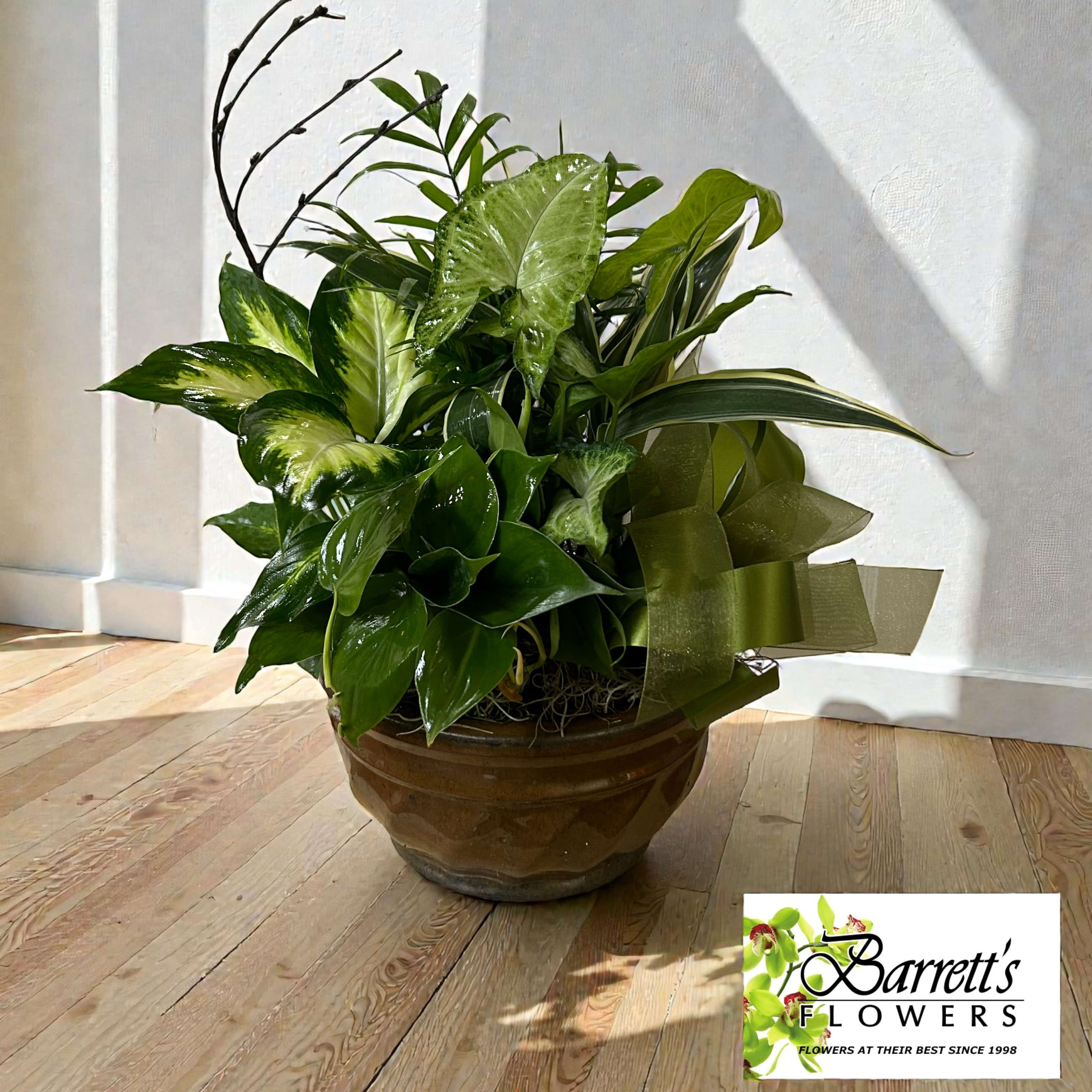Dish Gardens