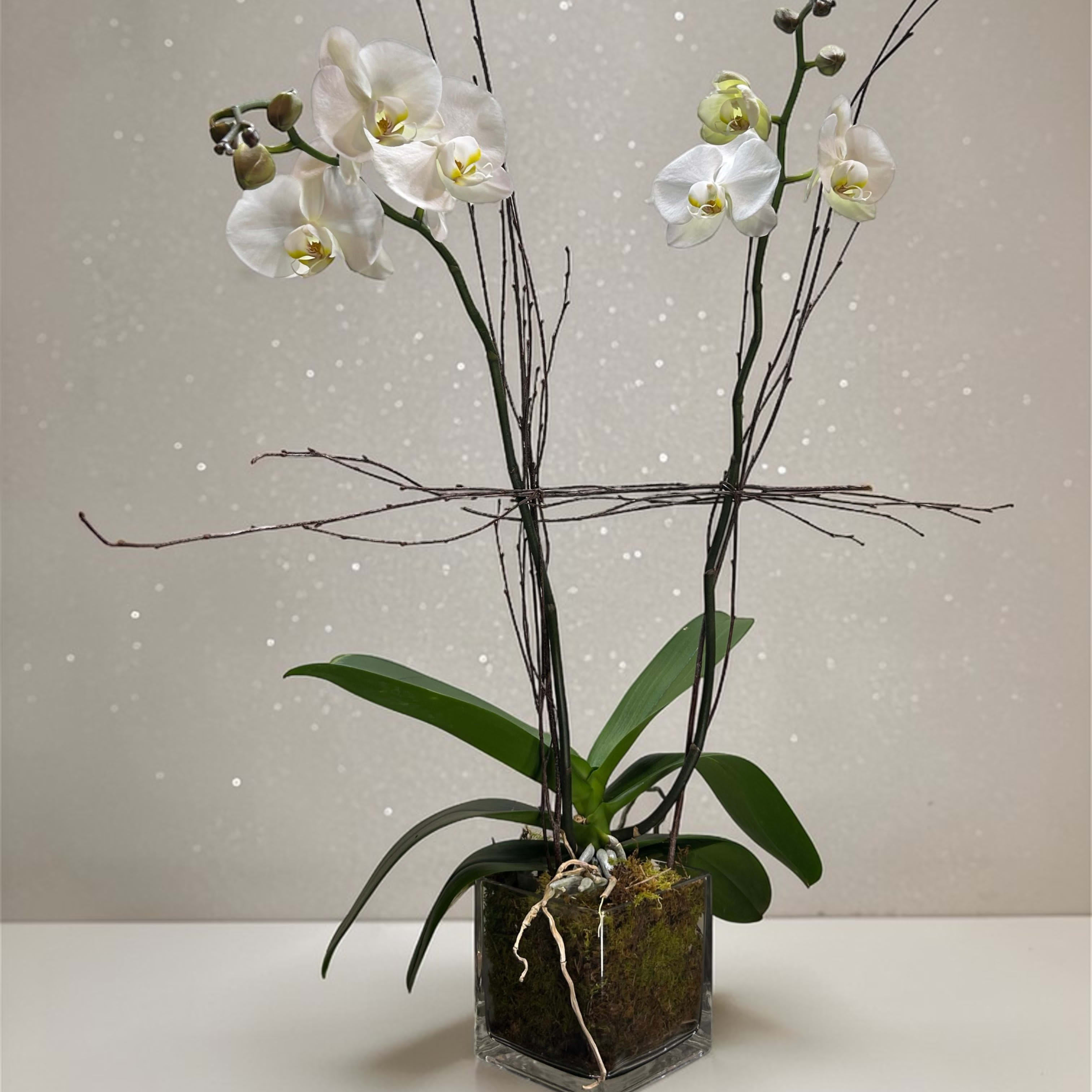 White Phalaenopsis Orchid Flower Bouquet