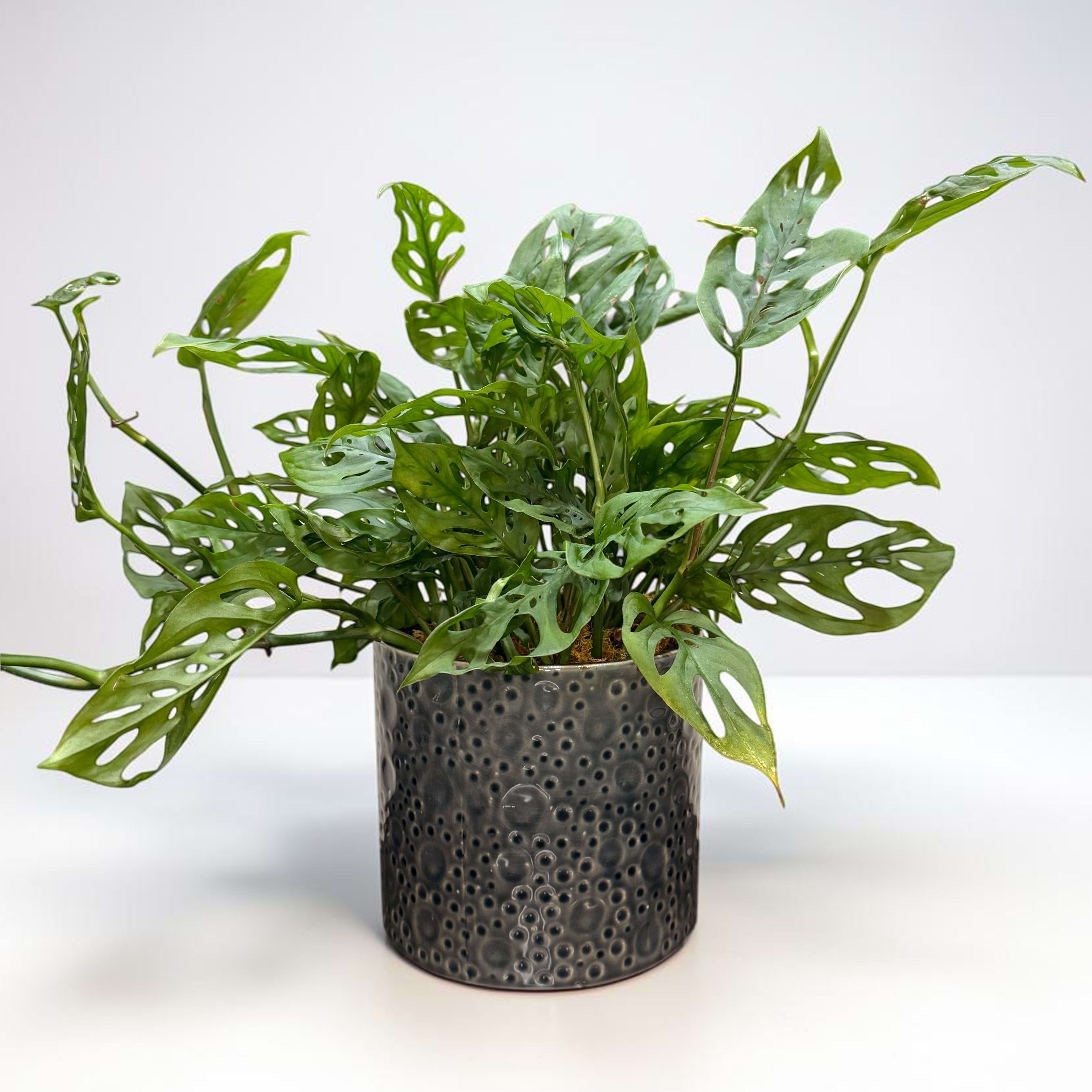 Swiss Cheese Monstera