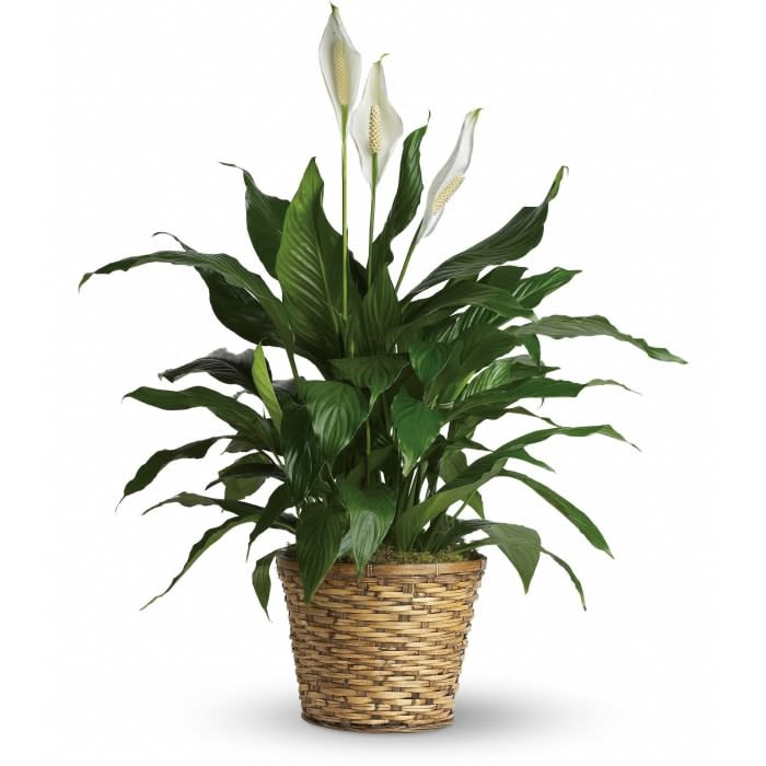 Sympathy Peace lily
