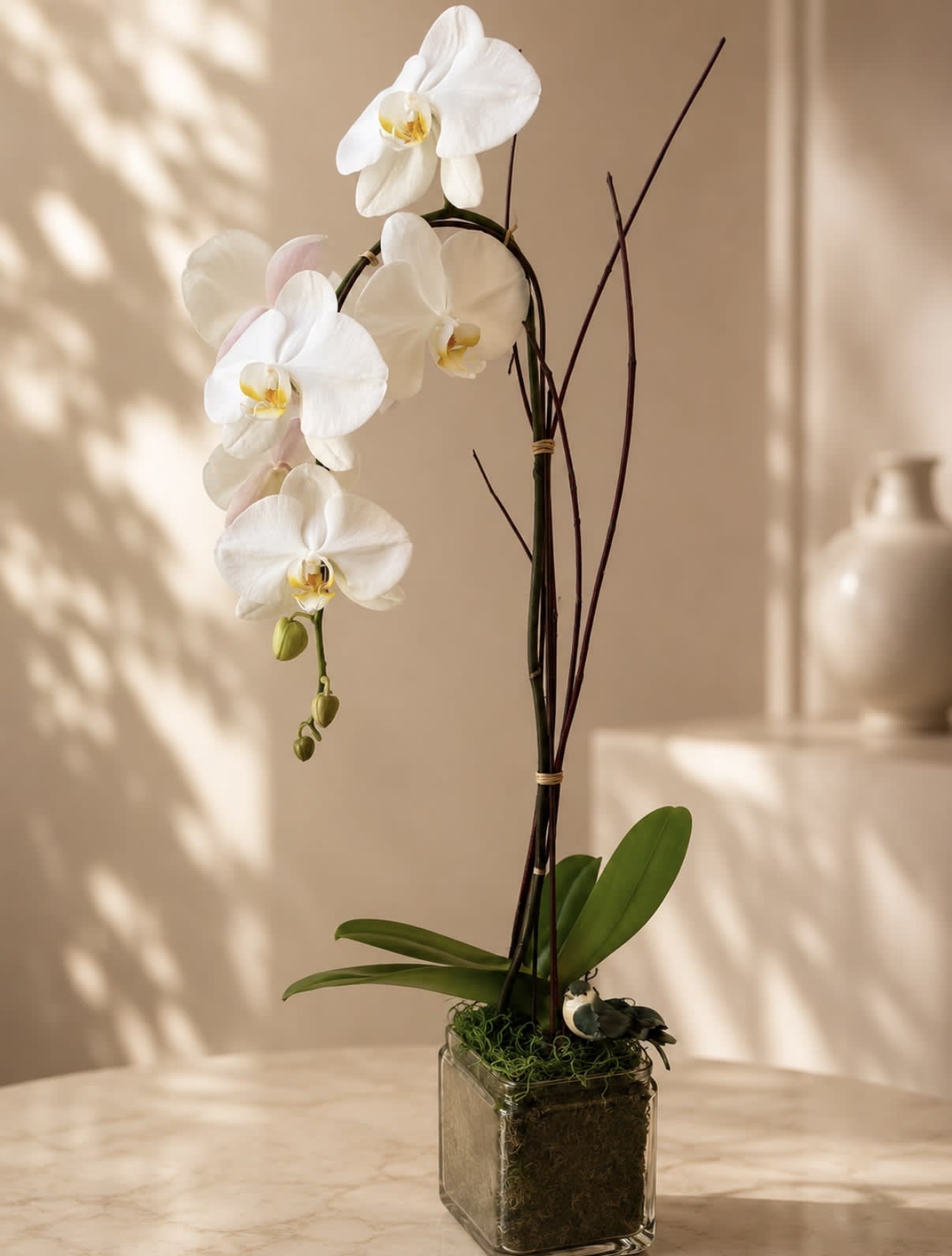 Cascading White Orchid in a Glass Vase.