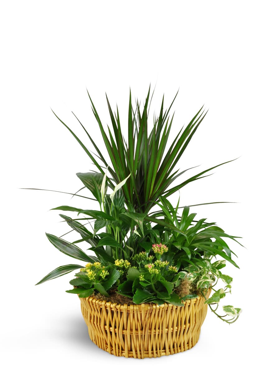 Classic Dish Garden
