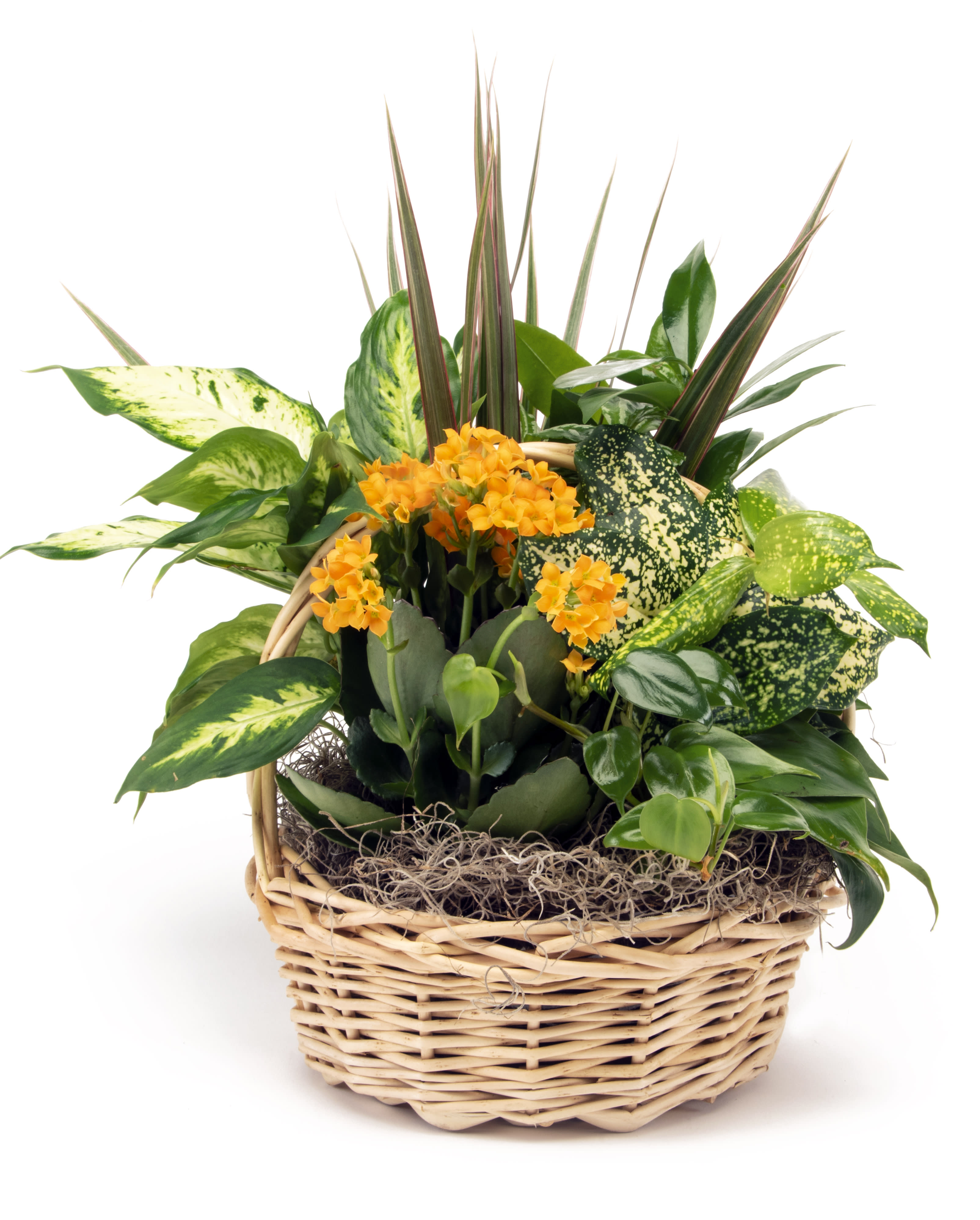 Plant One On Me - Basket Flower Bouquet