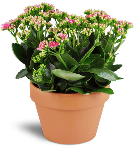 Kalanchoe Plant Flower Bouquet