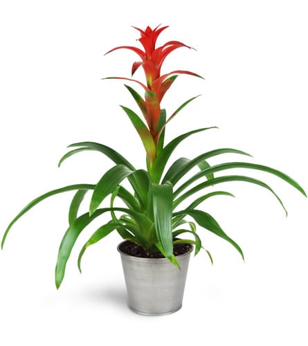 Hearty Bromeliad Flower Bouquet