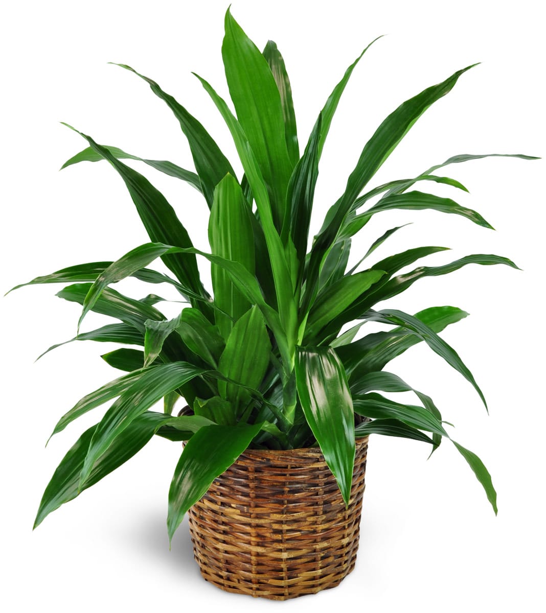 Dracaena Plant in a Basket Flower Bouquet