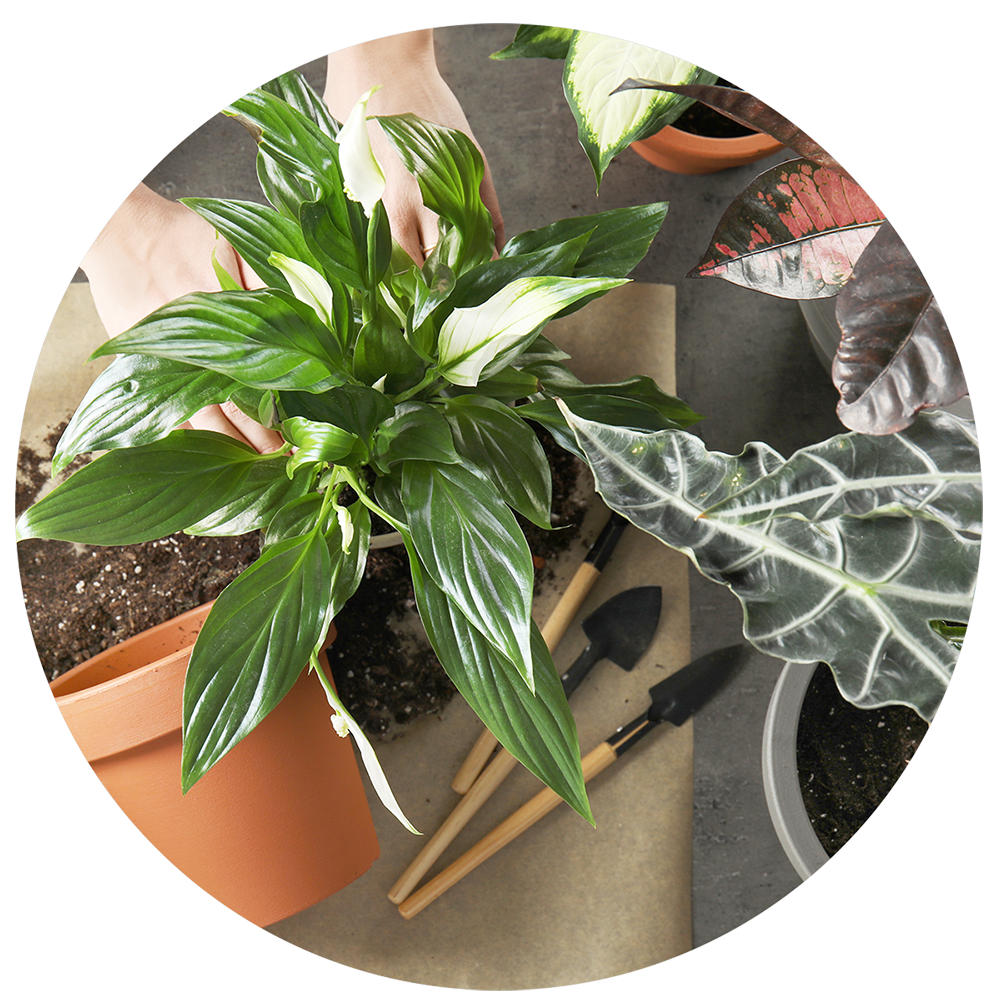 Florist's Choice Plant for Mother's Day Flower Bouquet