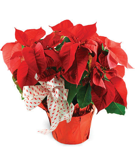 Classic Red Poinsettia Flower Bouquet