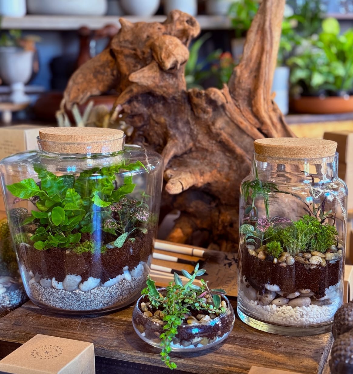 Plant Terrarium