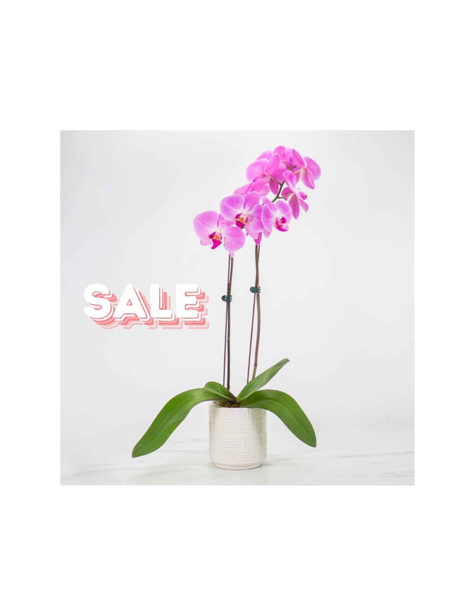 Orchid Plant
