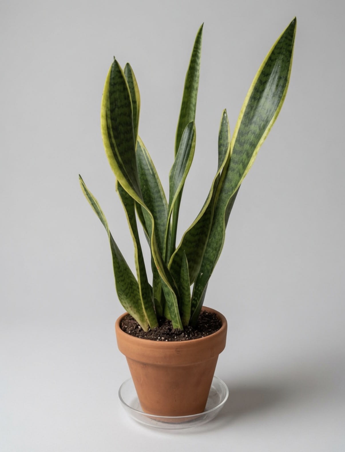 Sansavaria Pot