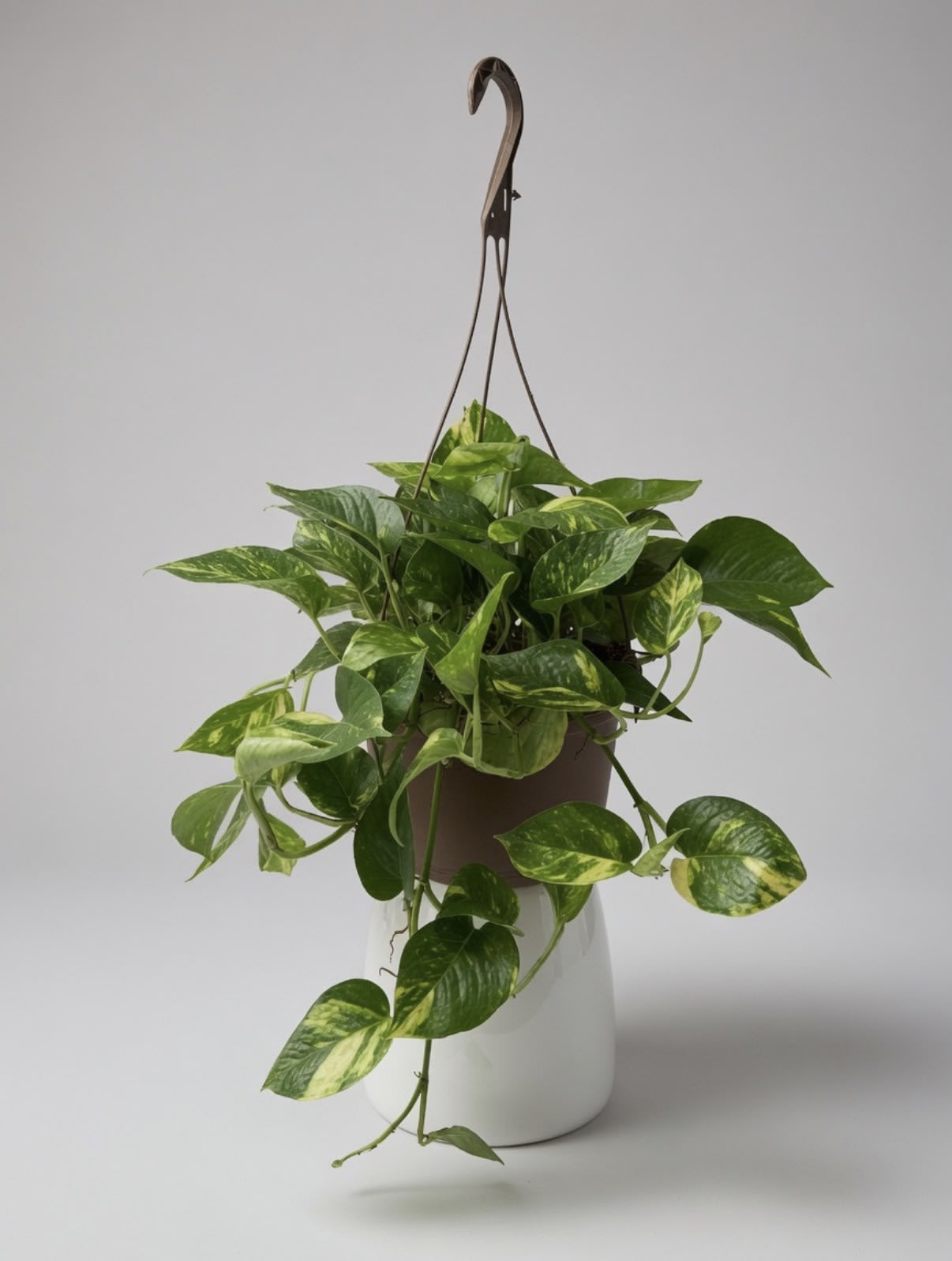 Golden Pothos