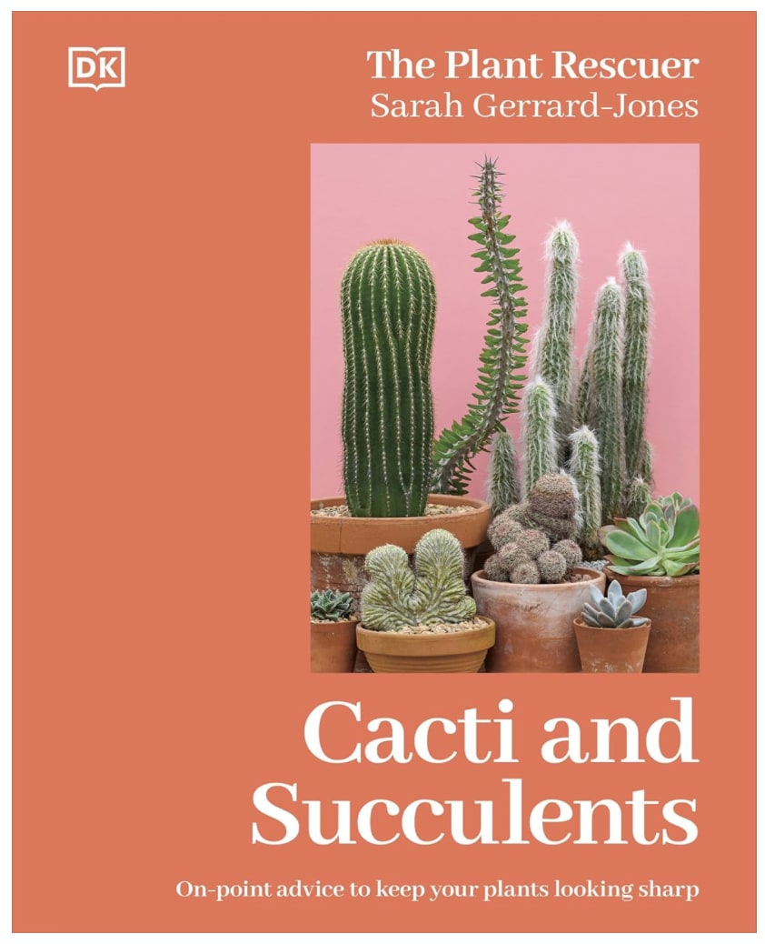 Cacti and Succulents: On-point Advice to Keep Your Plants Looking Sharp