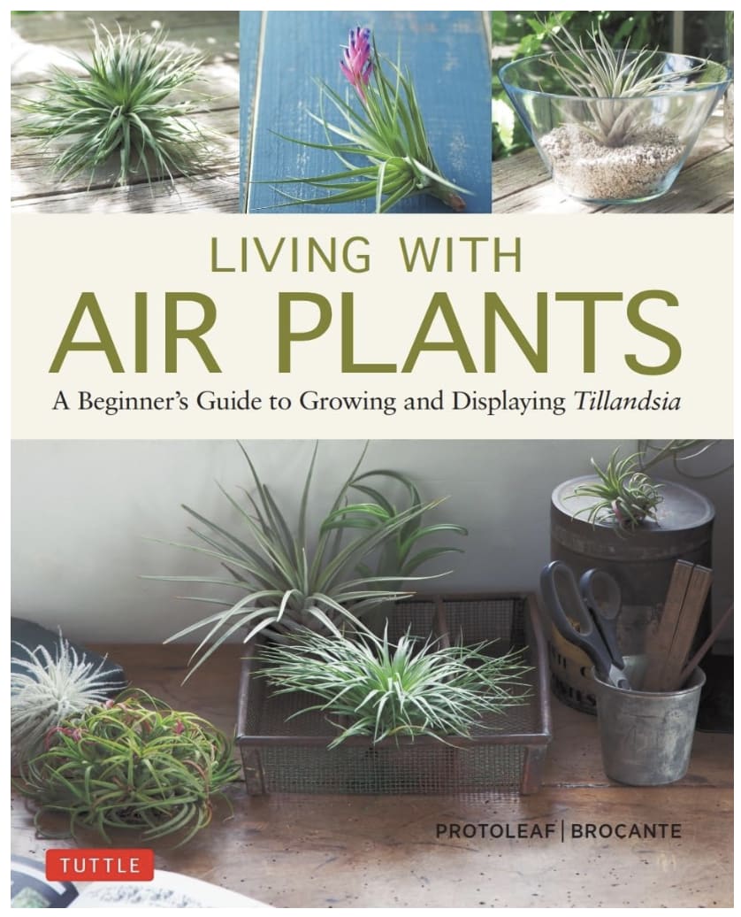 Living with Air Plants: A Beginner's Guide to Growing and Displaying Tillandsia