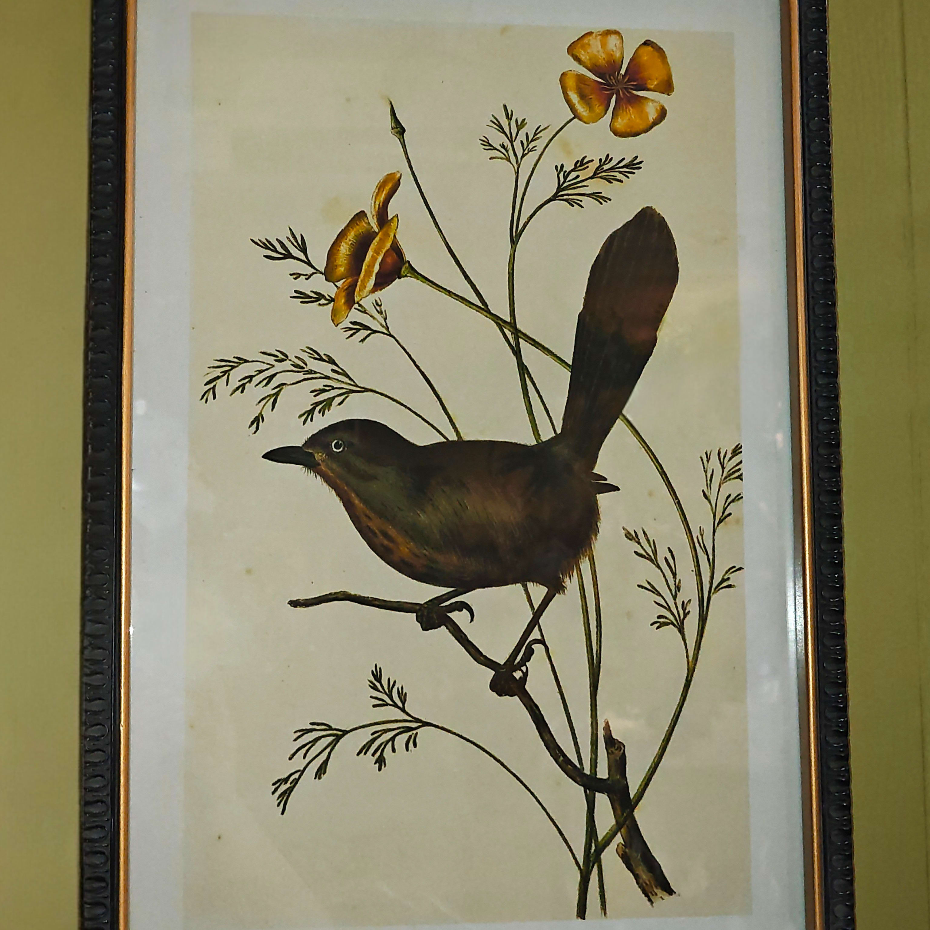 Aviary Framed Picture