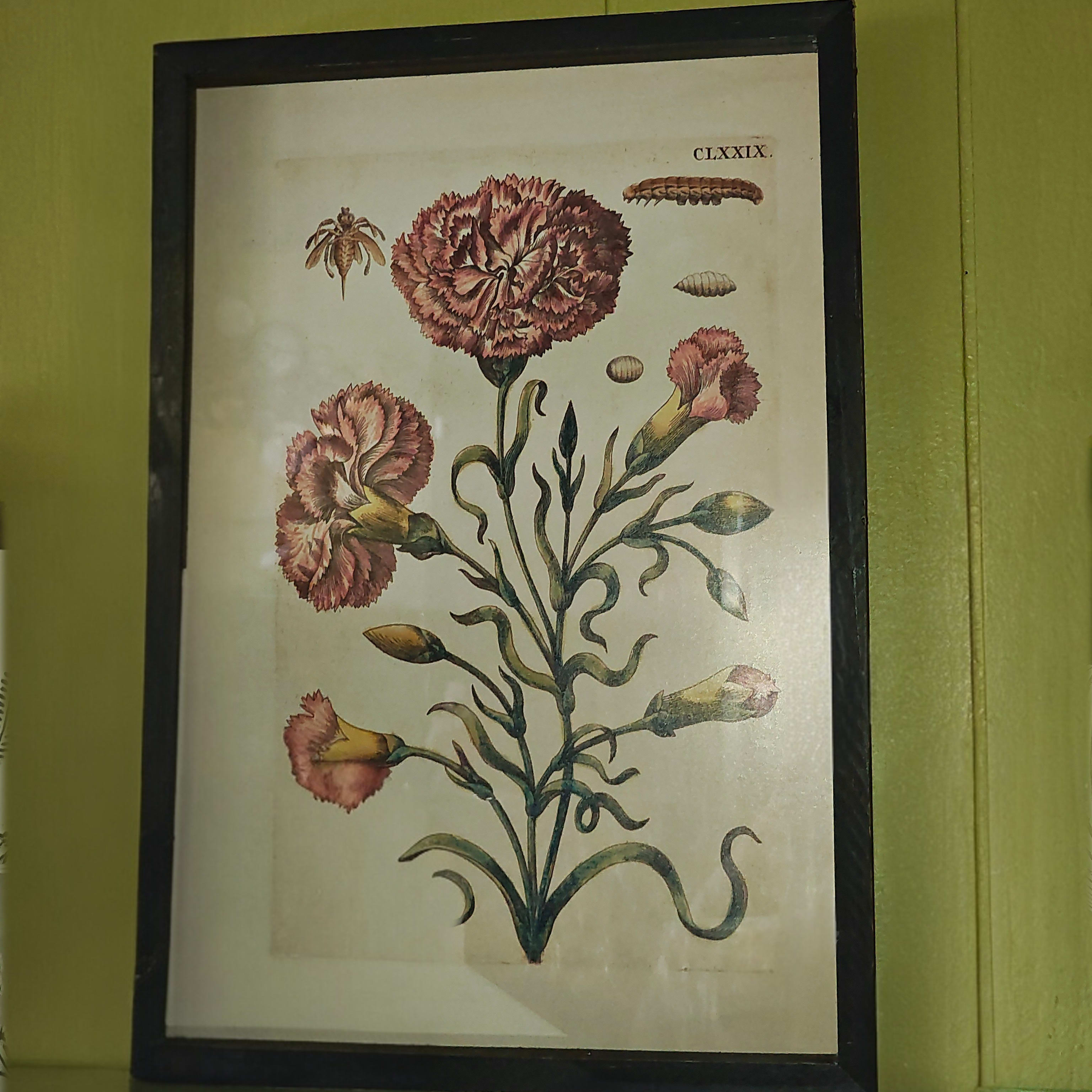 Botanical Framed Picture