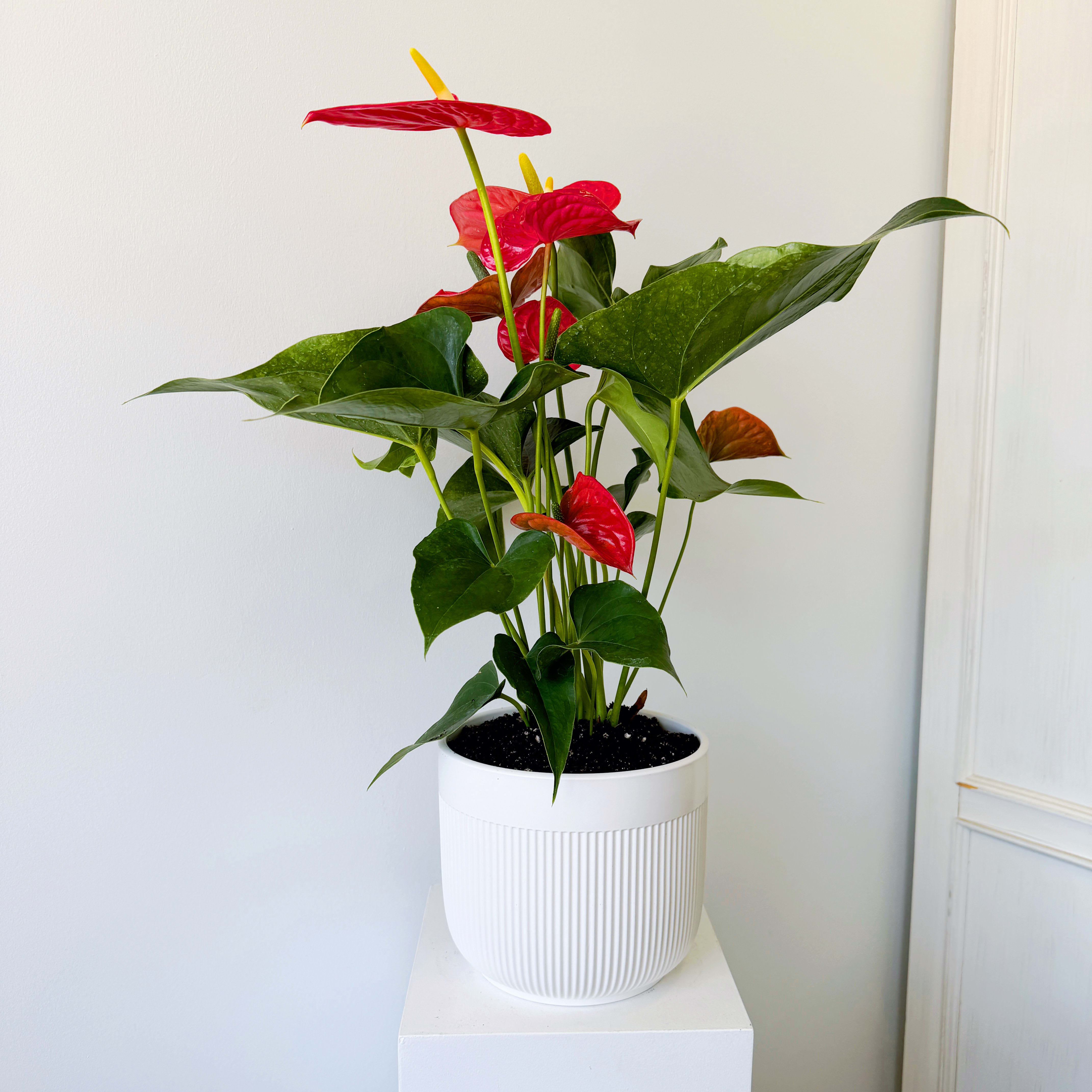 Scarlet Elegance Anthurium Flower Bouquet