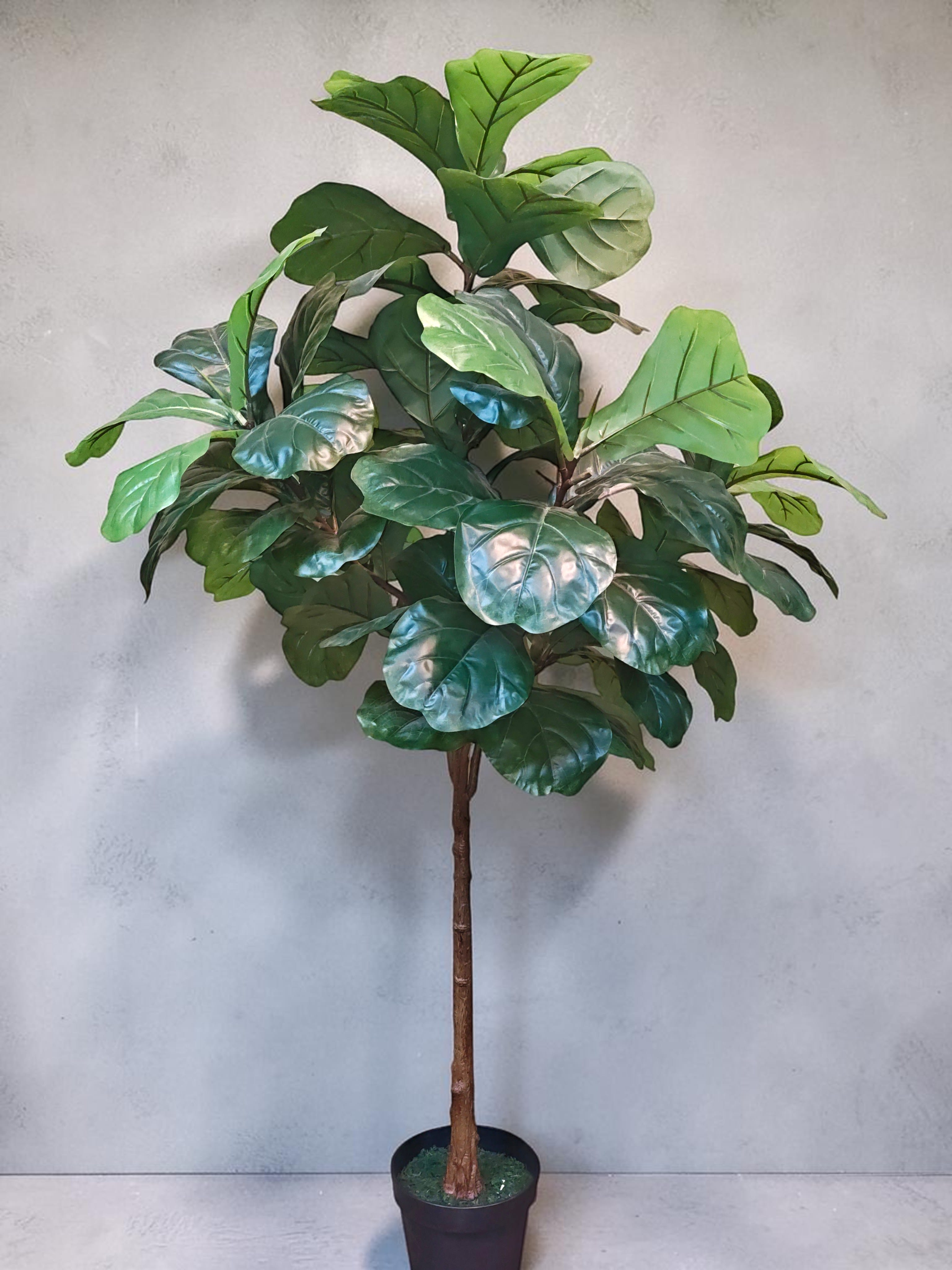 Permanent Fiddle Leaf Fig