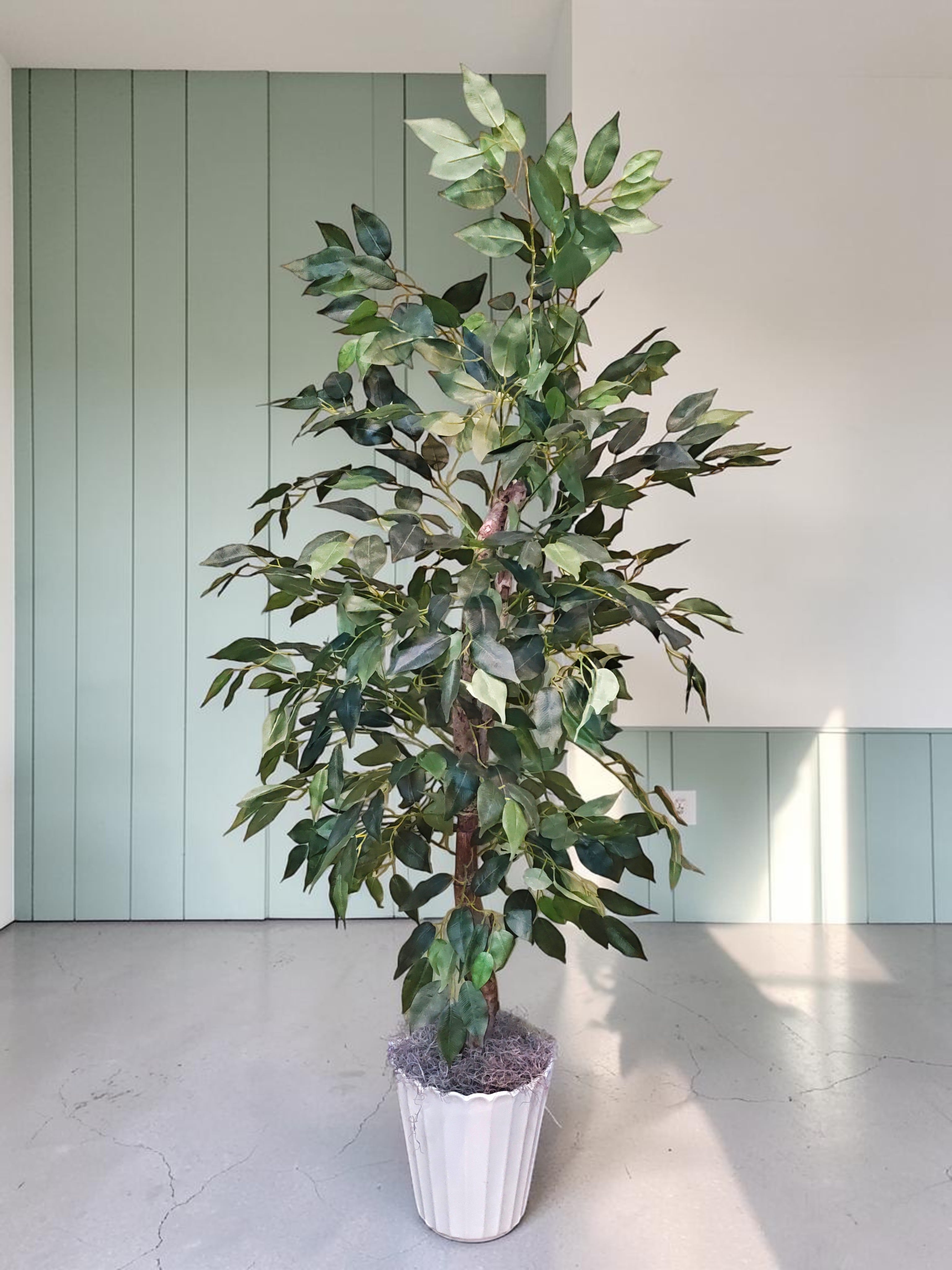 Permanent Ficus Tree