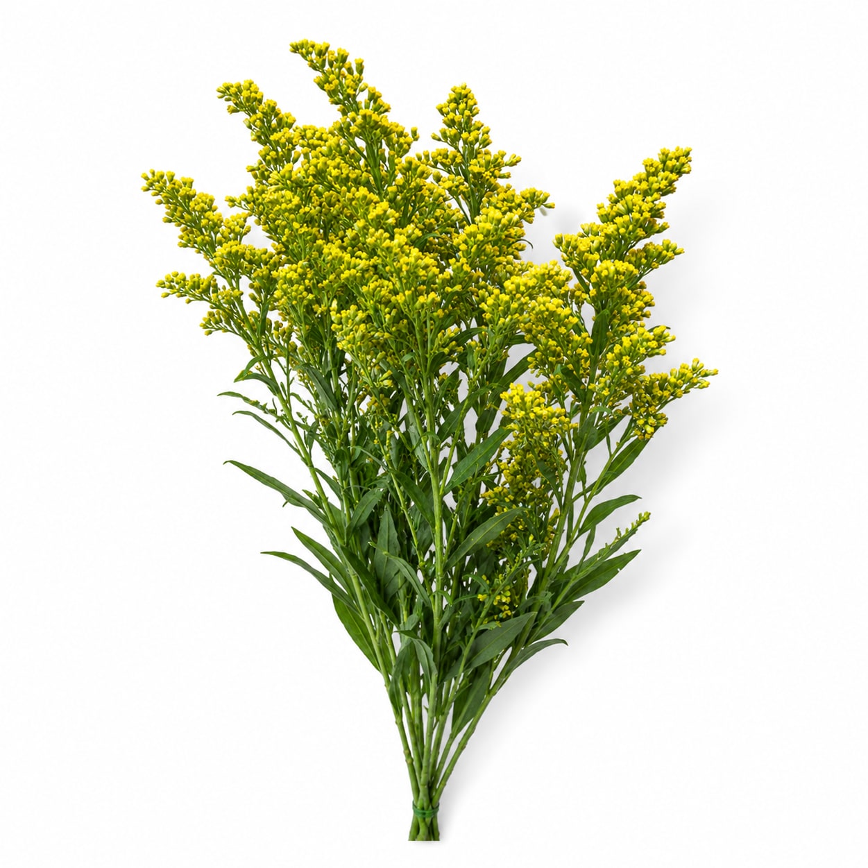 Mardi Gras Yellow Solidago Bunch