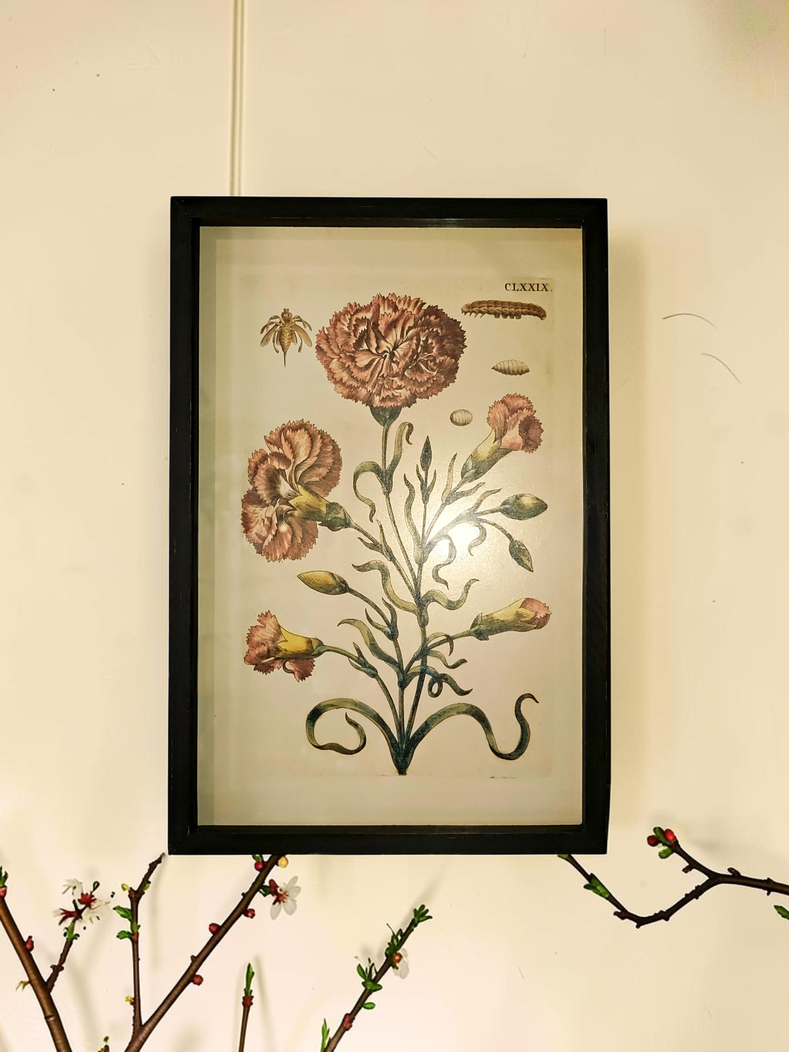 Botanical Framed Picture