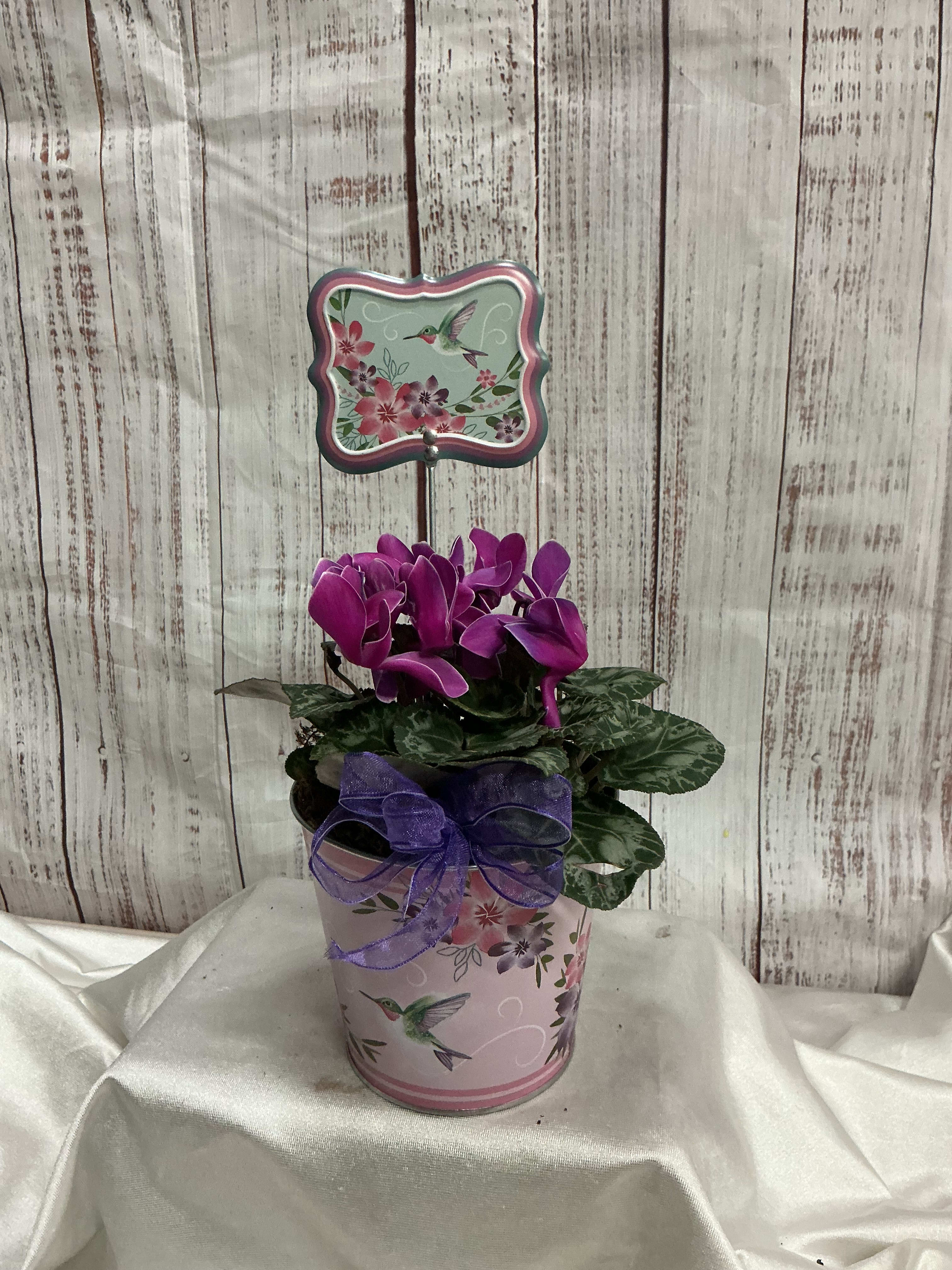 Hummingbird Cyclamen