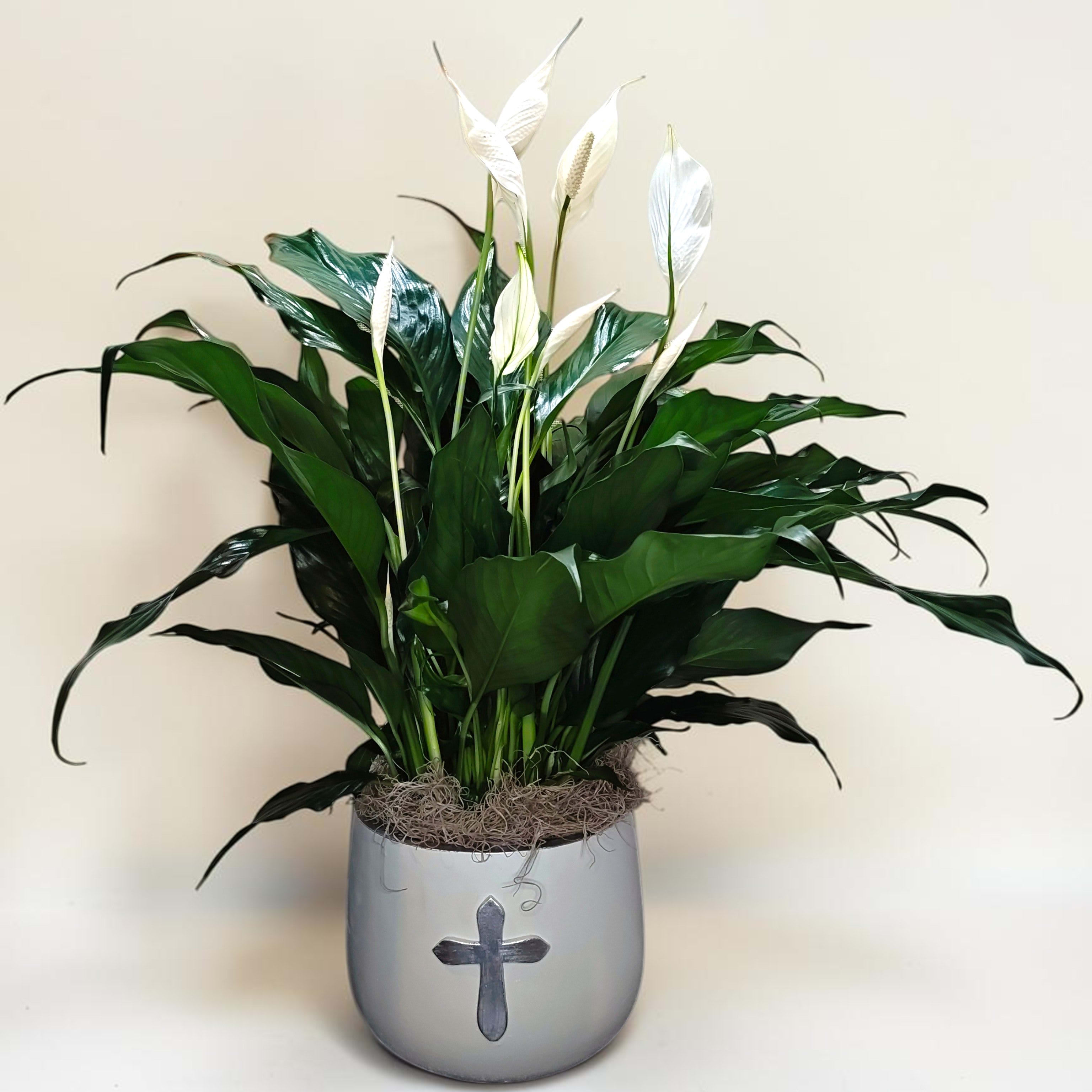 Peace Lily with Cross Container Flower Bouquet