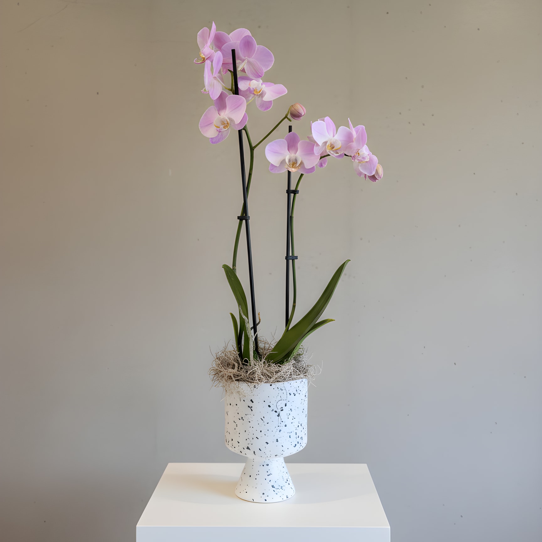 Double Stemmed Lavender Orchid