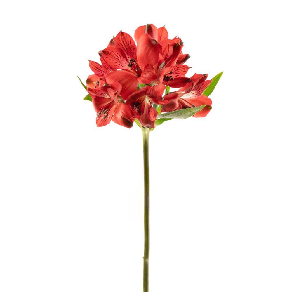 Alstroemeria