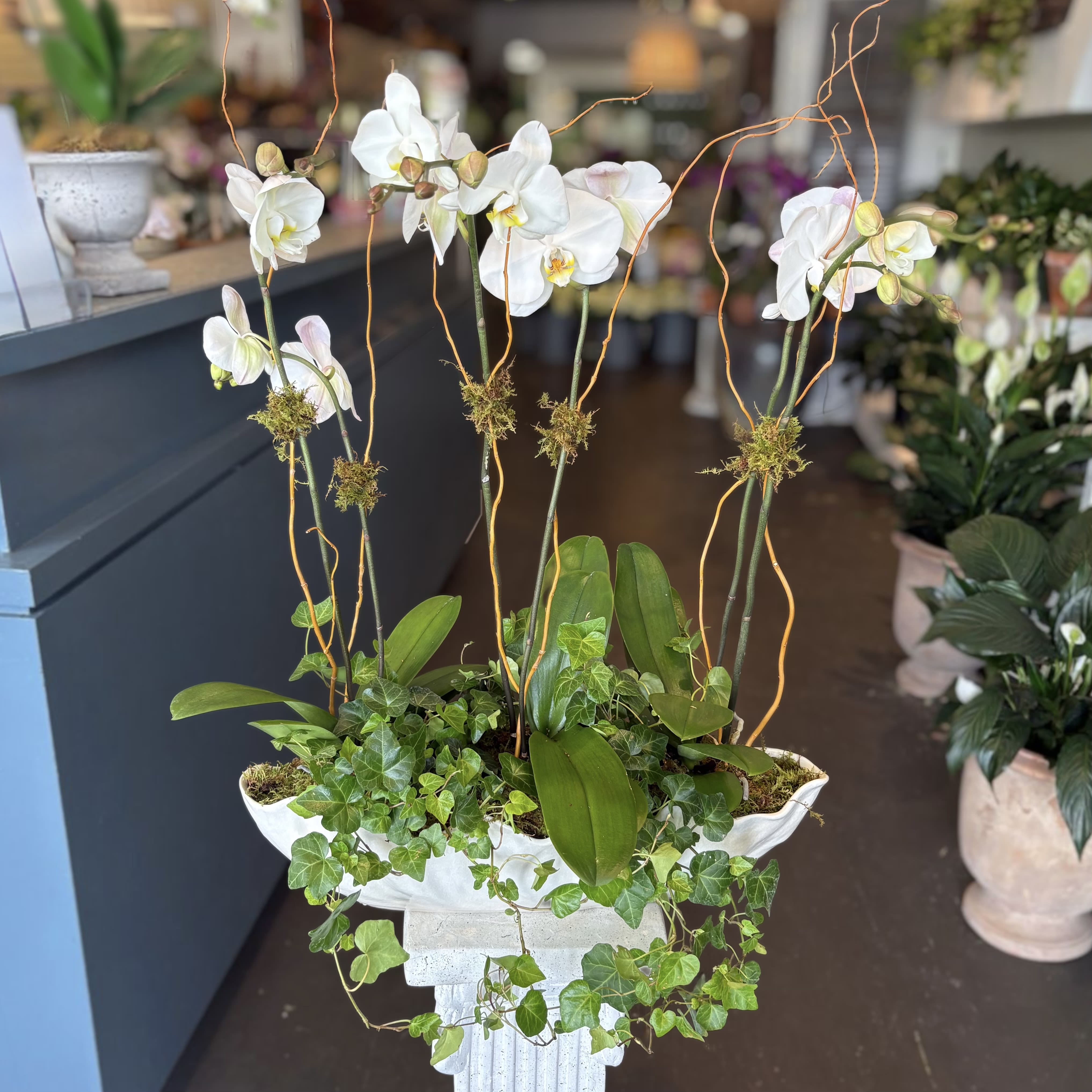 White Orchid Garden