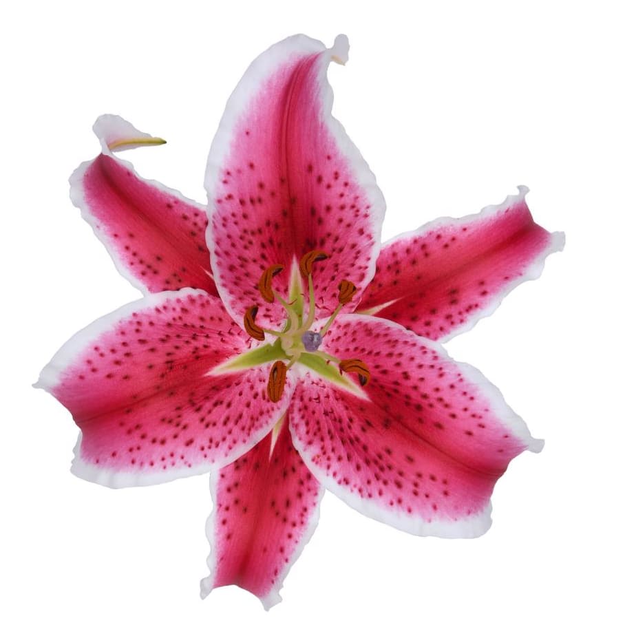 Lily Oriental Flower Bouquet