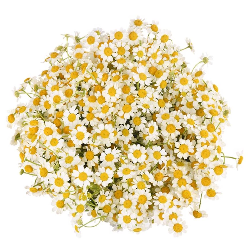 Chamomile Flower Bouquet