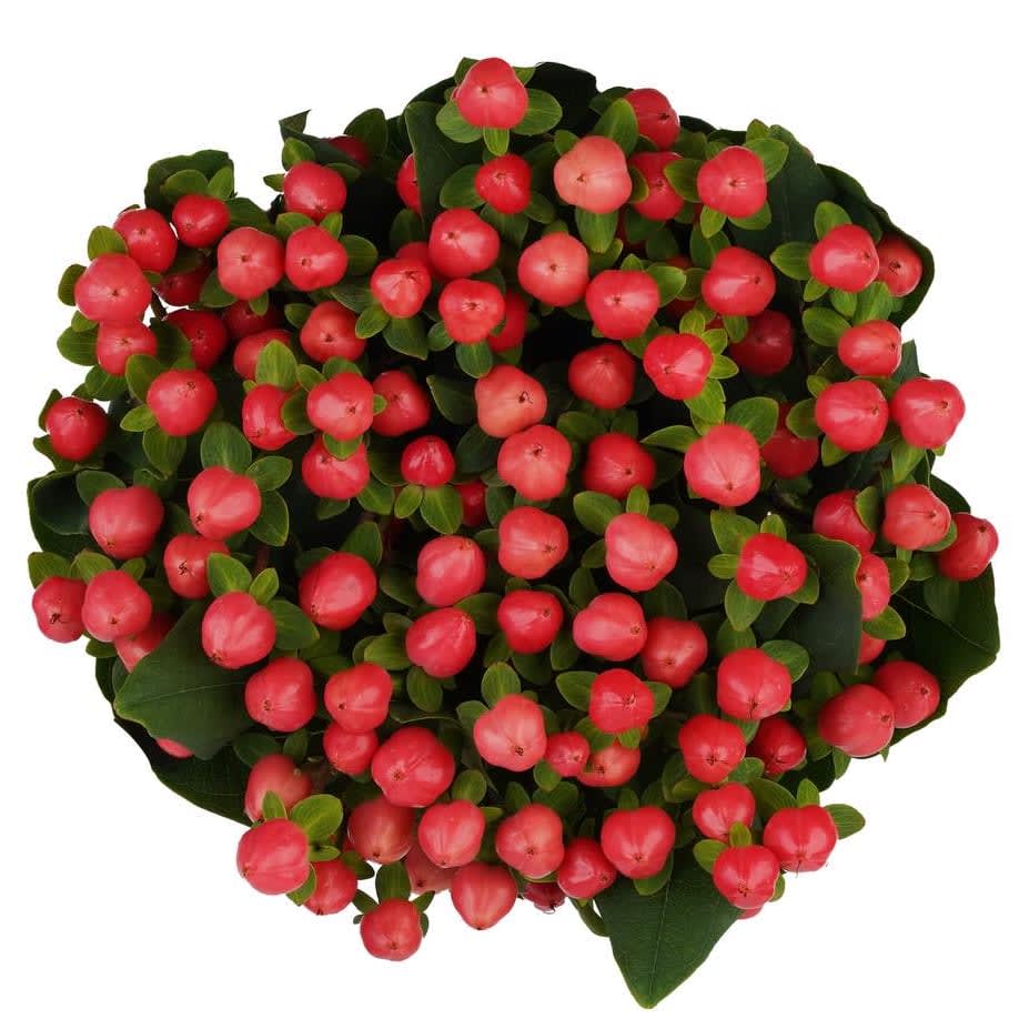 Hypericum