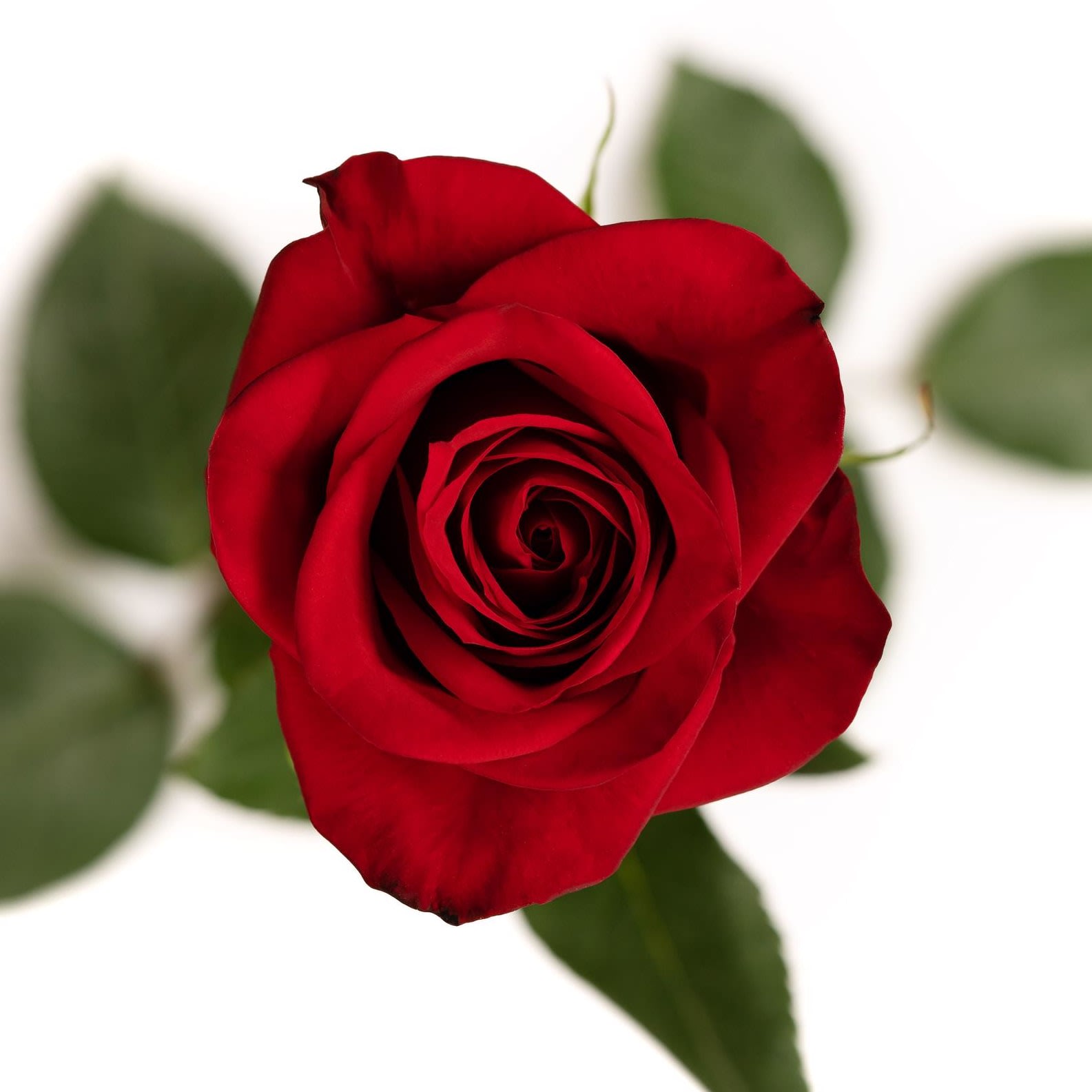 Red Roses