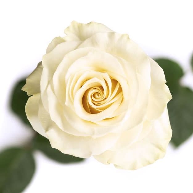 White Roses Mondial
