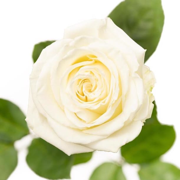 White Roses Playa Blanca