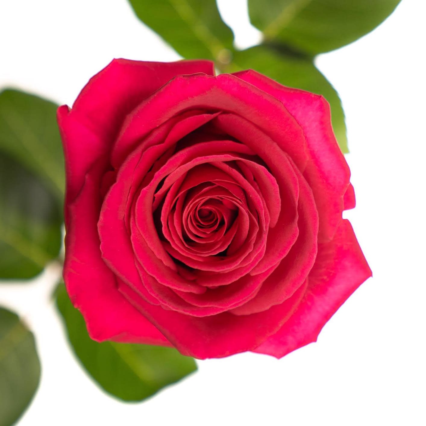 Pink Roses Pink Floyd