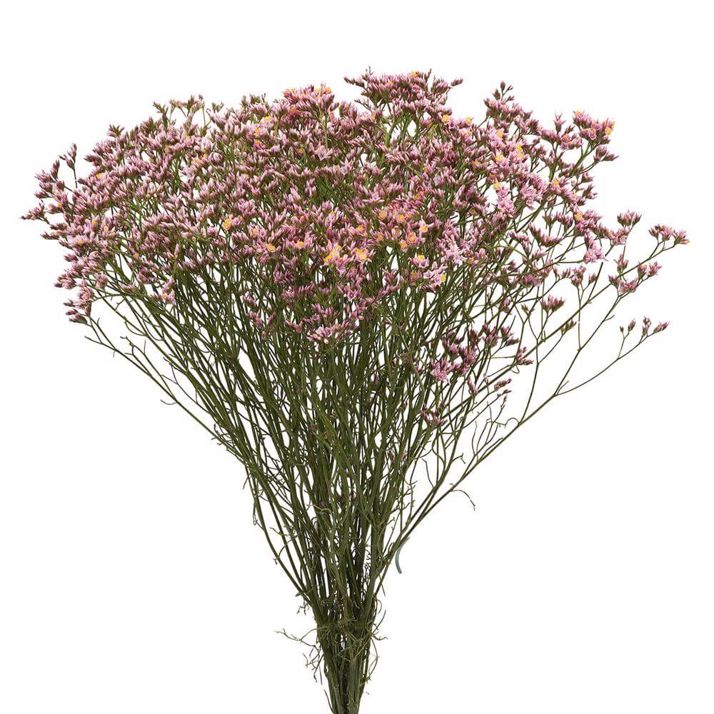 Limonium