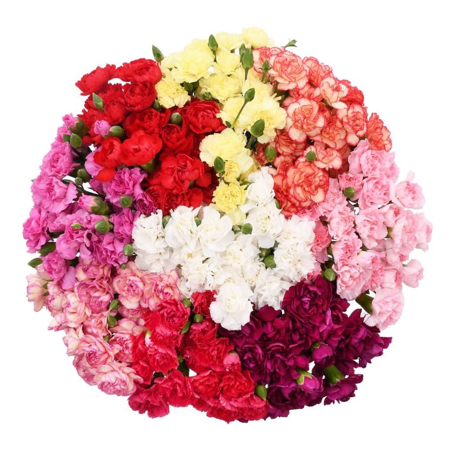 Mini Carnations