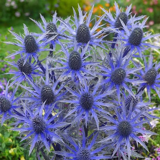Eryngium