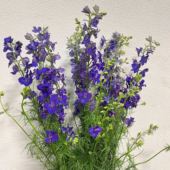 Larkspure Flower Bouquet