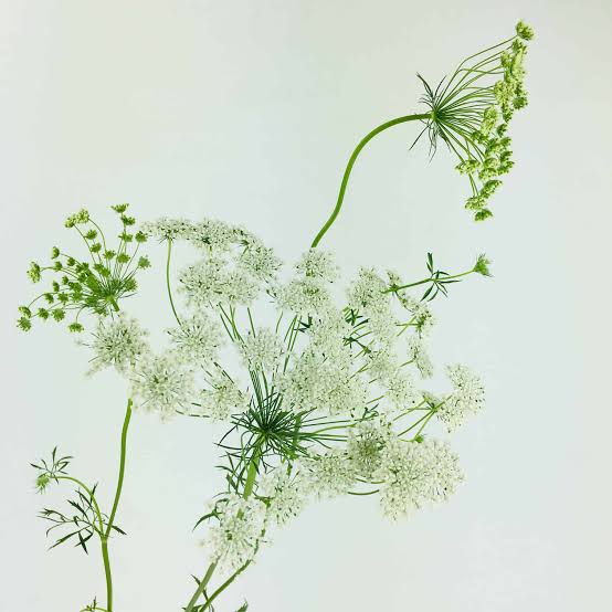 Queen Ann Flower Bouquet