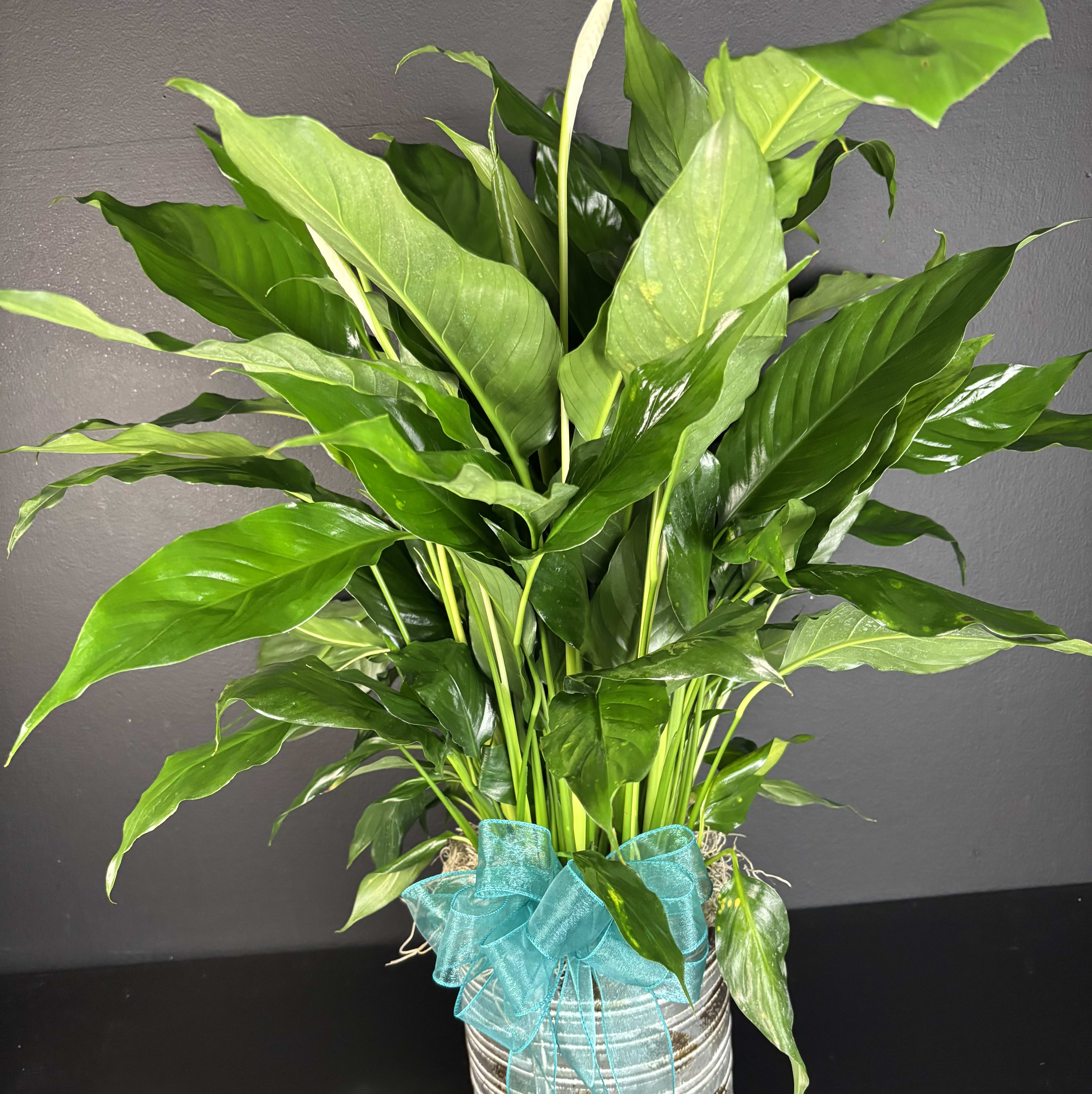 Peace Lily Flower Bouquet